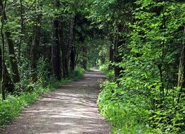forest green path