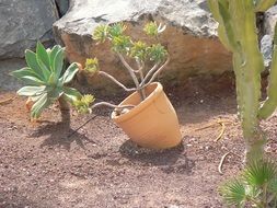 pot with plant on sand