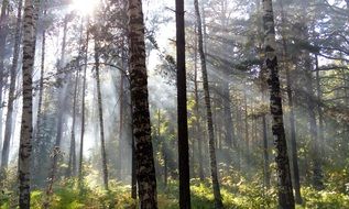 morning sun rays through the trees in the forest