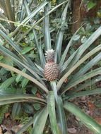 unusually beautiful pineapple plant