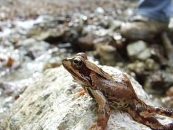 Forest frog in spring close-up on blurred background