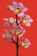 orchid flowers on the pink background