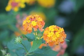most beautiful flower