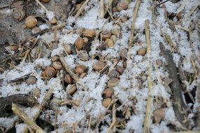 snails on the ground in the snow