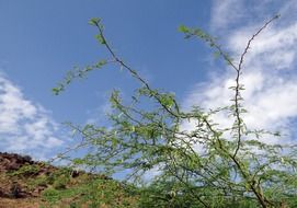 extraordinary beautiful prosopis juliflora plant