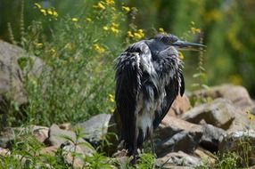 black heron in Holland