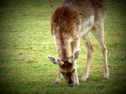 roe deer on pasture in spring