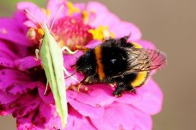 Insects on a bright pink flower