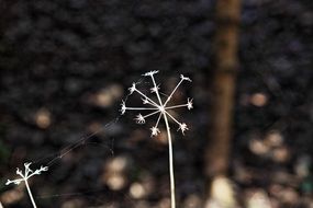plants like thin sticks in a web