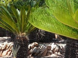 cycad in the botanical garden