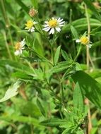 symphyotrichum wildflower