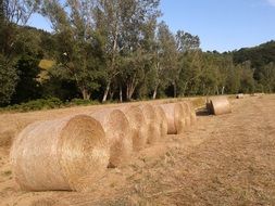 bales straw campaign landscape sky