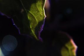 closeup of a green velvet leaf