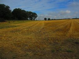 Beautiful landscape of the yellow field with green trees