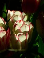 closeup photo of pink tulips in the garden
