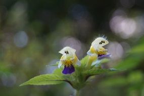 yellow purple flower in spring
