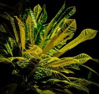 green and yellow leaves in the dark