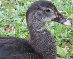 portrait of wonderful duck bird