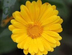 flower with yellow petals