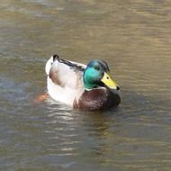 duck with green head on water close up