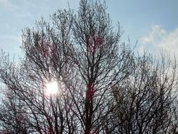 bright sun peeps through a black autumn tree