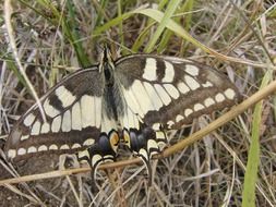 butterfly transformation