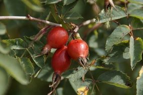 Three wild rose berries