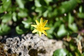 yellow flower with sharp petals on the grass