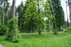 green forest in the summer