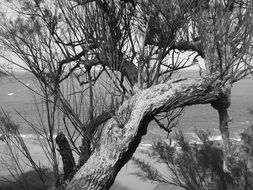 old curved tree on sea side, brittany, france