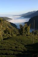 tea plantation in mountains