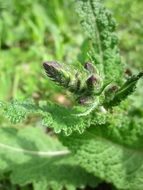 salvia pratensis on the meadow