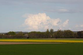 rapeseed field in autumn on the forest background