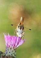 butterfly on thistle on blurry background