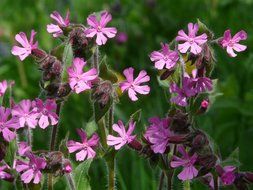red campion on nature background