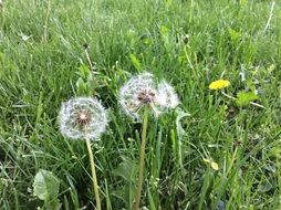 breathtaking dandelion meadow