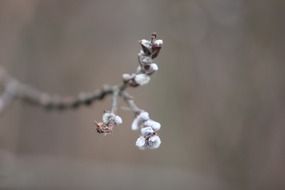 poplar catkins close up
