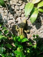 Photo of sand lizard in a nature