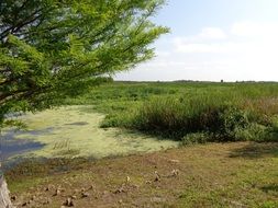 panorama of the green pond in the park