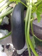 ripening zucchini