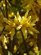 Forsythia closeup