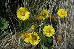 tussilago farfara in dry grass