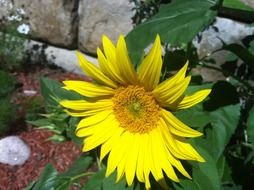 decorative yellow sunflower
