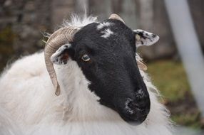 Irish sheep with black head