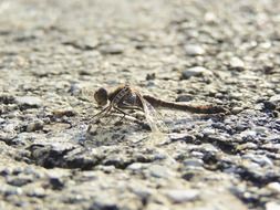 dragonfly on the ground