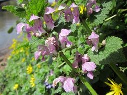 lamium maculatum wildflowers