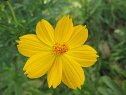 yellow park flower in the sun on blurred background