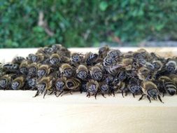 lot of bees in pile on wooden surface