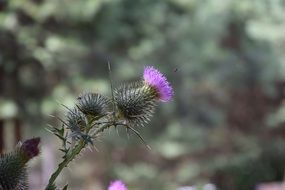 Purple thistle flower plant spikes