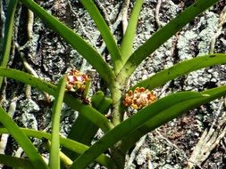 acampe praemorsa orchid